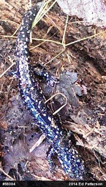 Northern Slimy Salamander