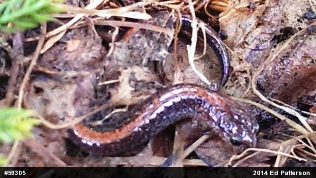 Eastern Red-backed  Salamander