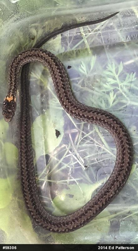 Red-bellied Snake