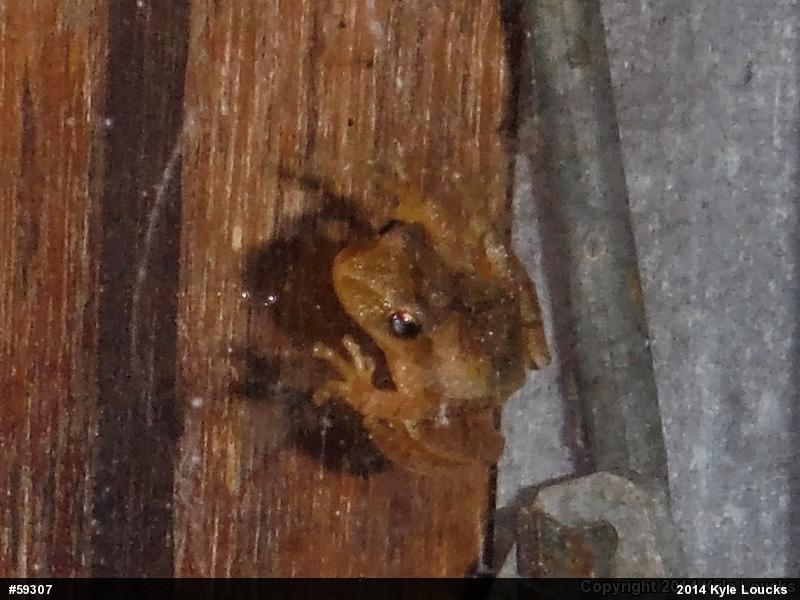 Spring Peeper