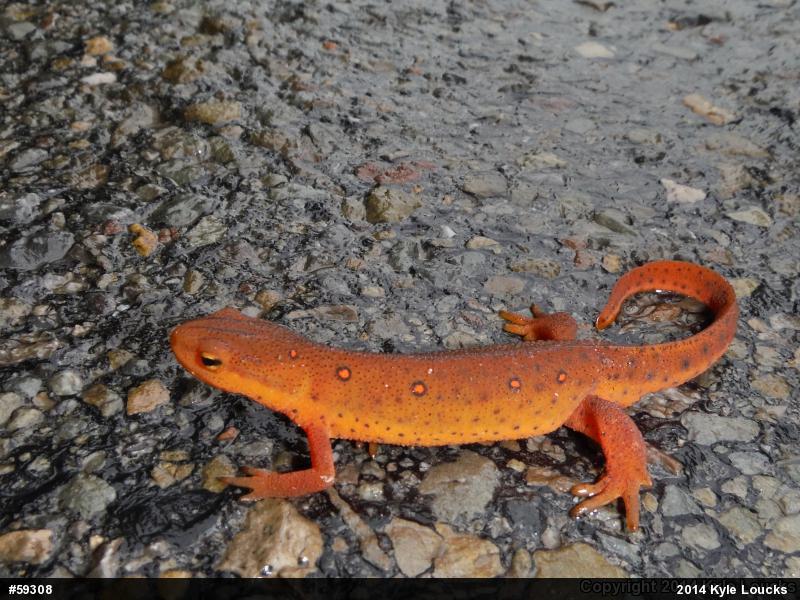 Red-spotted Newt