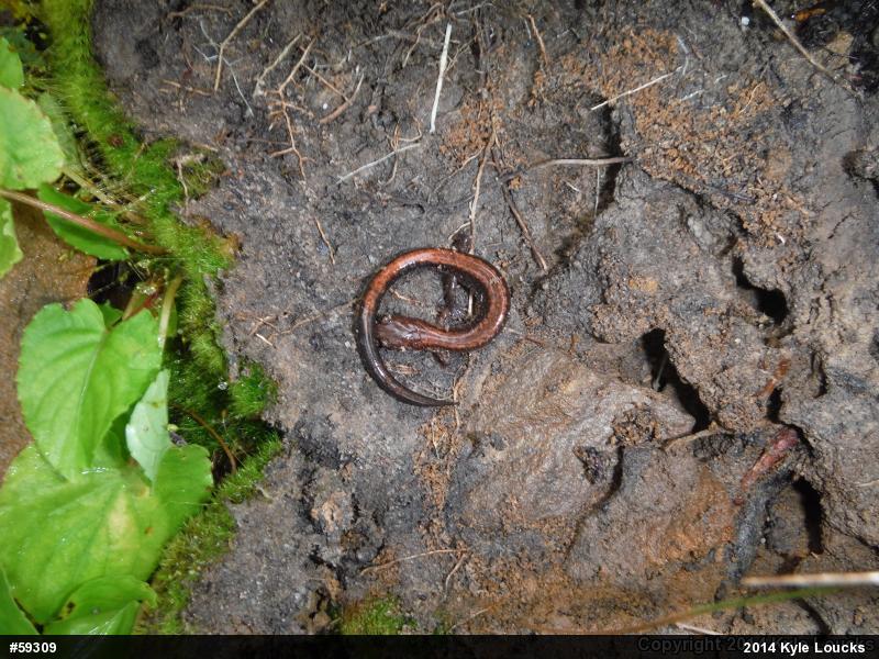 Eastern Red-backed  Salamander