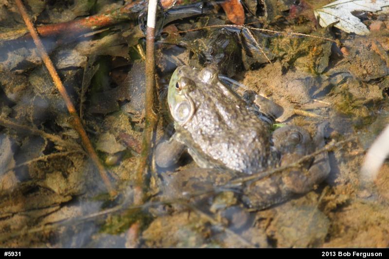 American Bullfrog