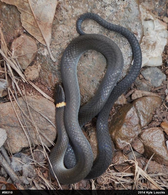 Northern Ring-necked Snake