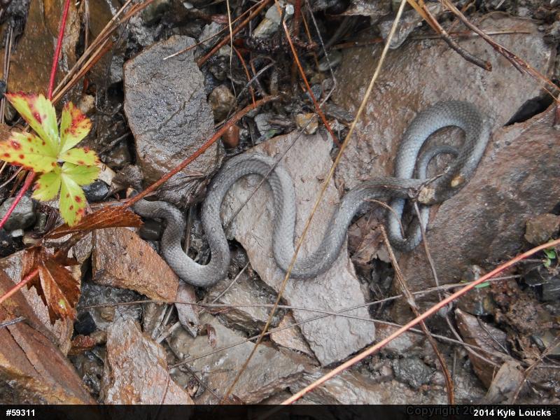 Northern Ring-necked Snake