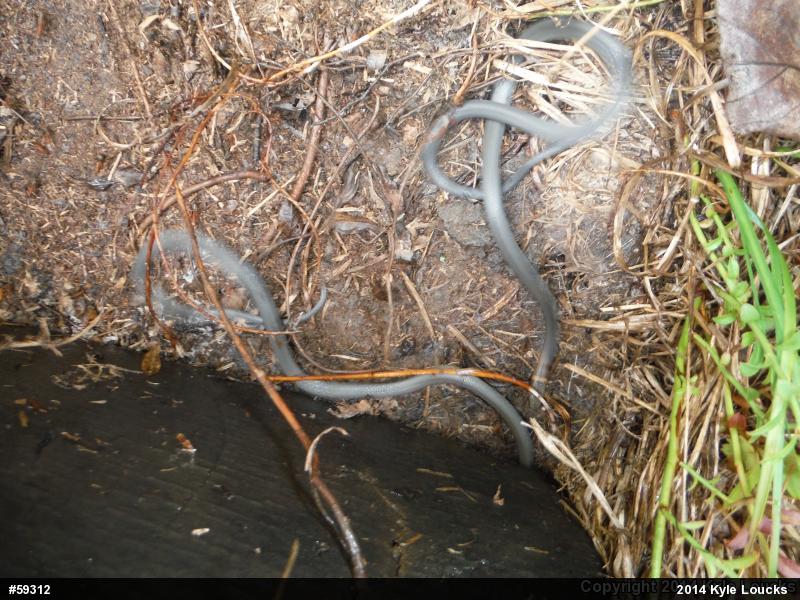 Northern Ring-necked Snake