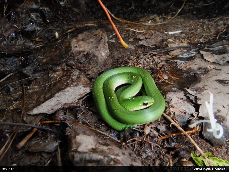 Smooth Greensnake