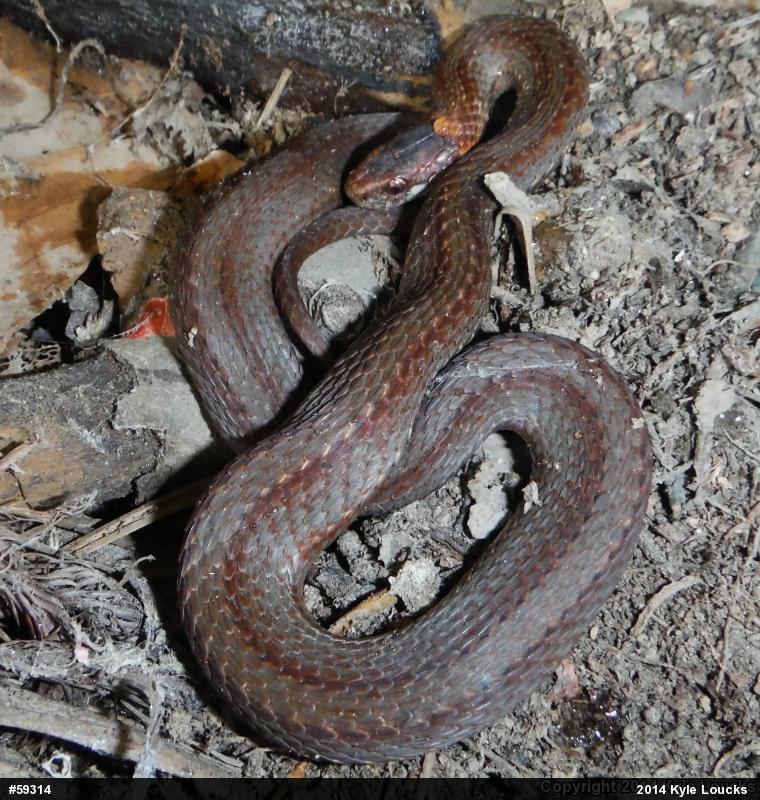 Red-bellied Snake