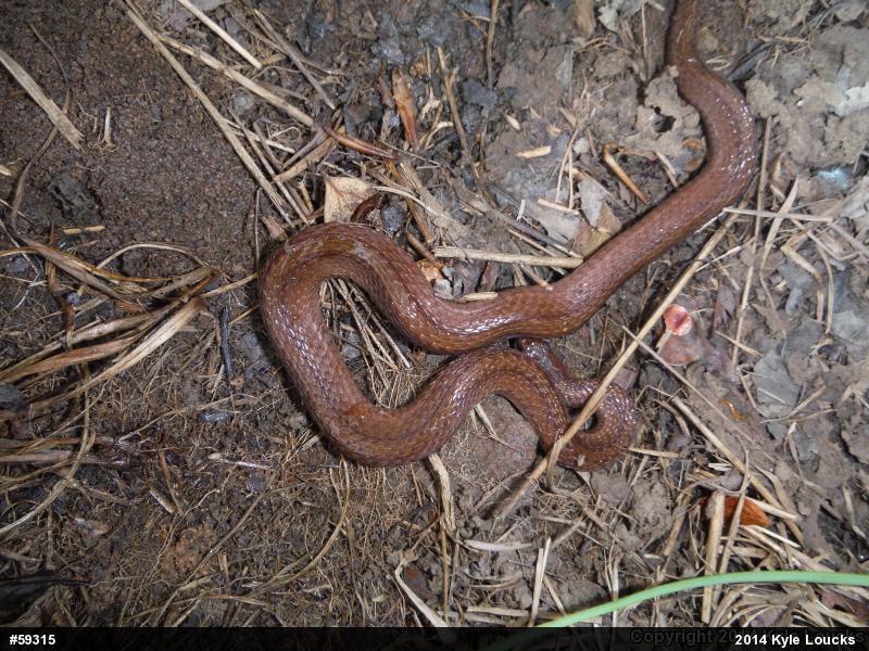 Red-bellied Snake