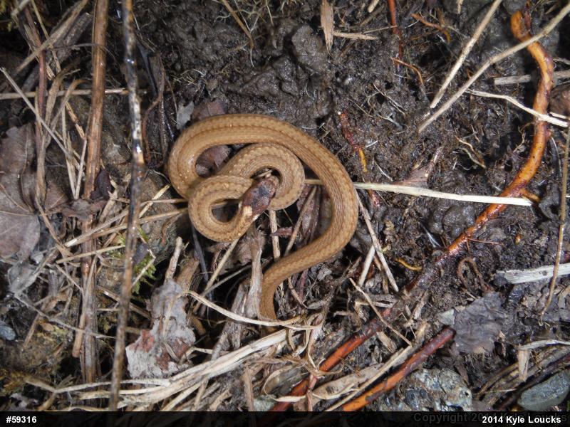 Red-bellied Snake