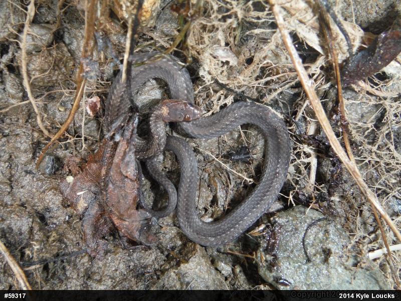Red-bellied Snake