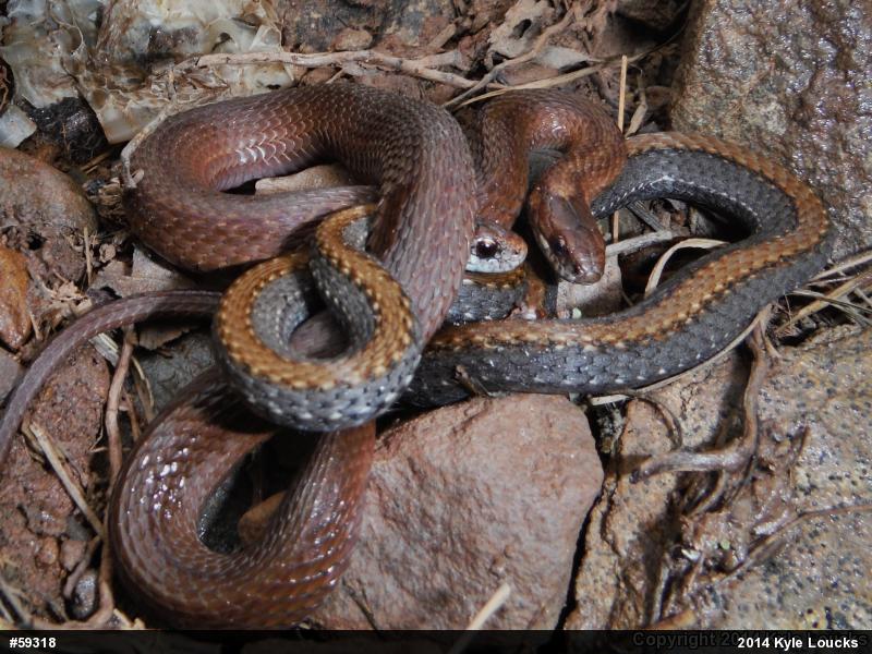 Red-bellied Snake