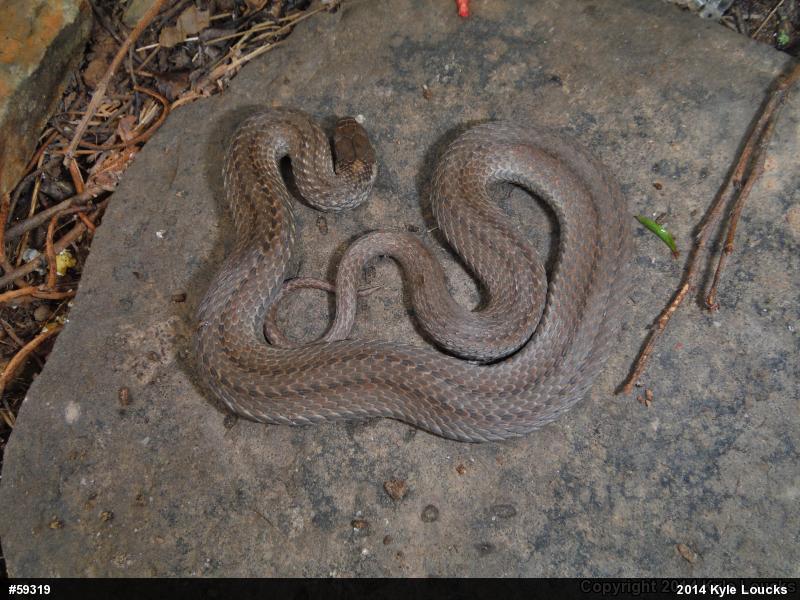 Red-bellied Snake