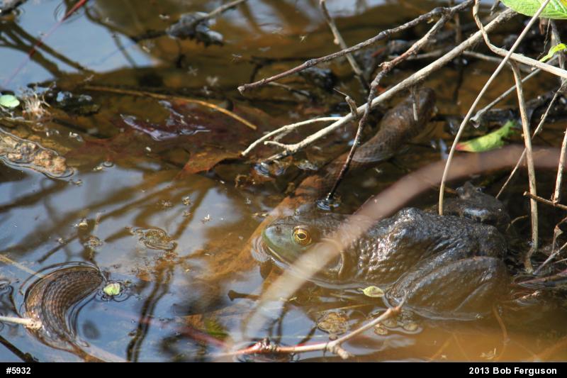 American Bullfrog