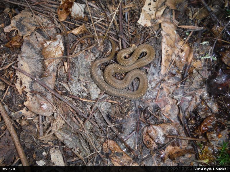 Red-bellied Snake