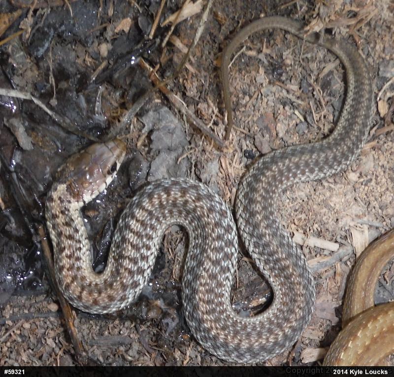Eastern Gartersnake