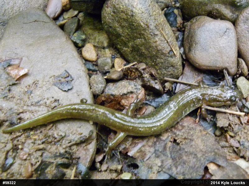 Northern Dusky Salamander