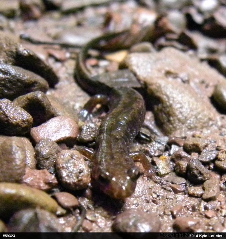 Allegheny Mountain Dusky Salamander