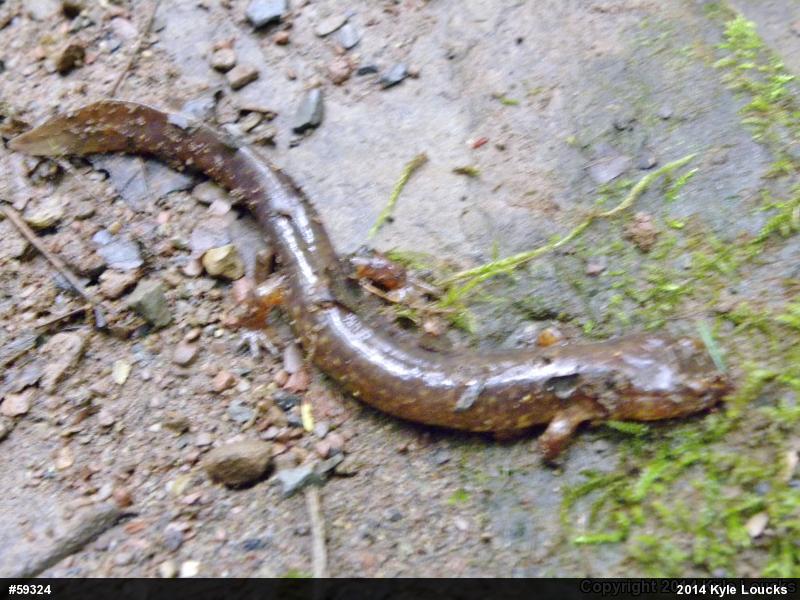 Northern Spring Salamander