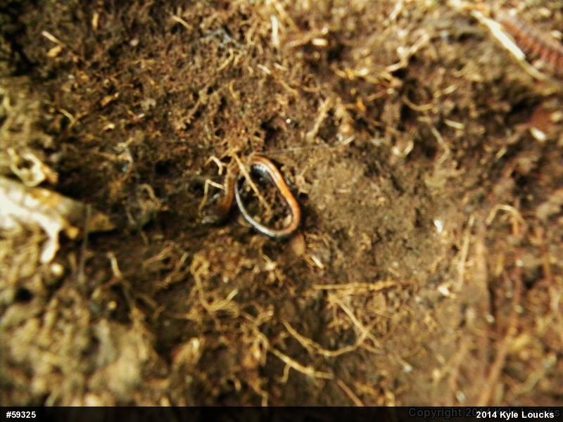 Eastern Red-backed  Salamander