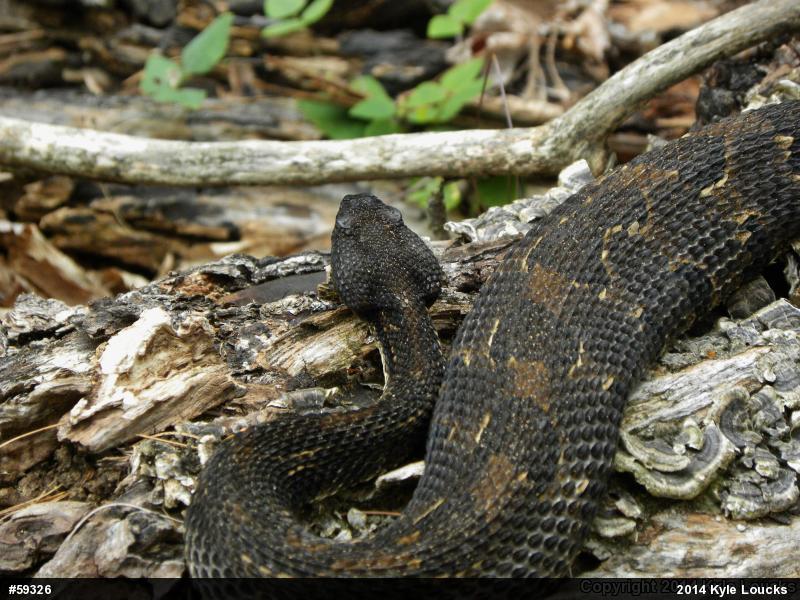 Timber Rattlesnake