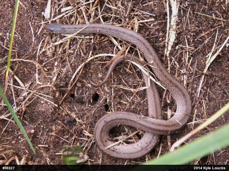 Dekay's Brownsnake