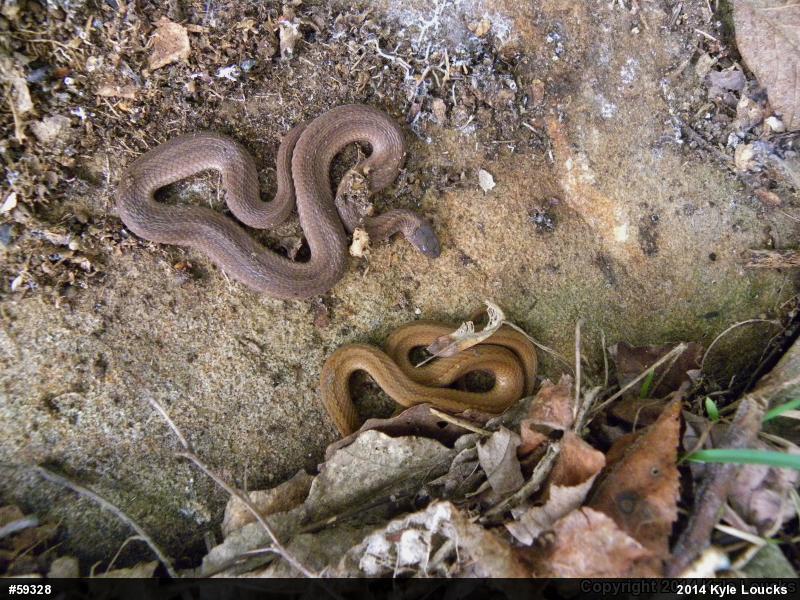 Red-bellied Snake