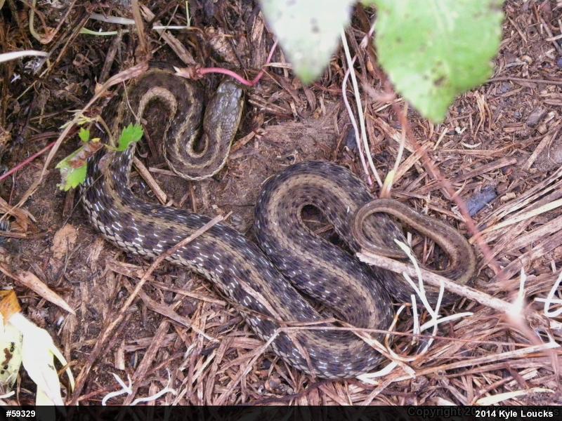 Eastern Gartersnake