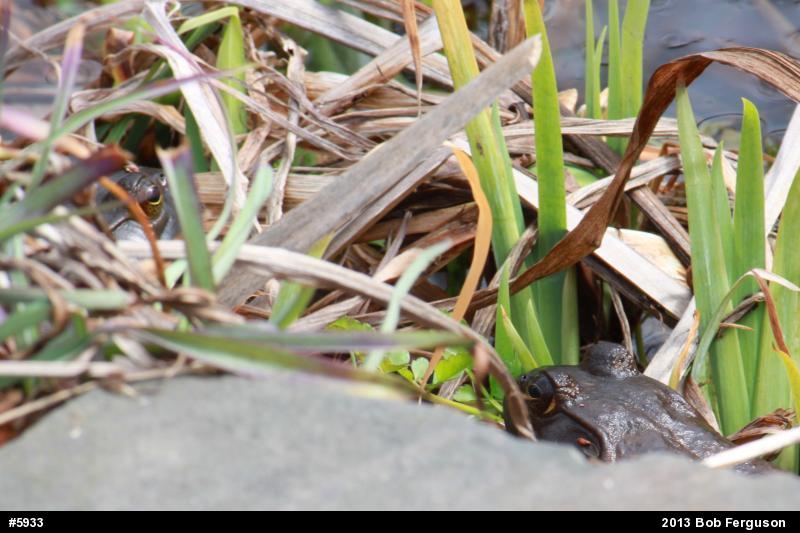 American Bullfrog