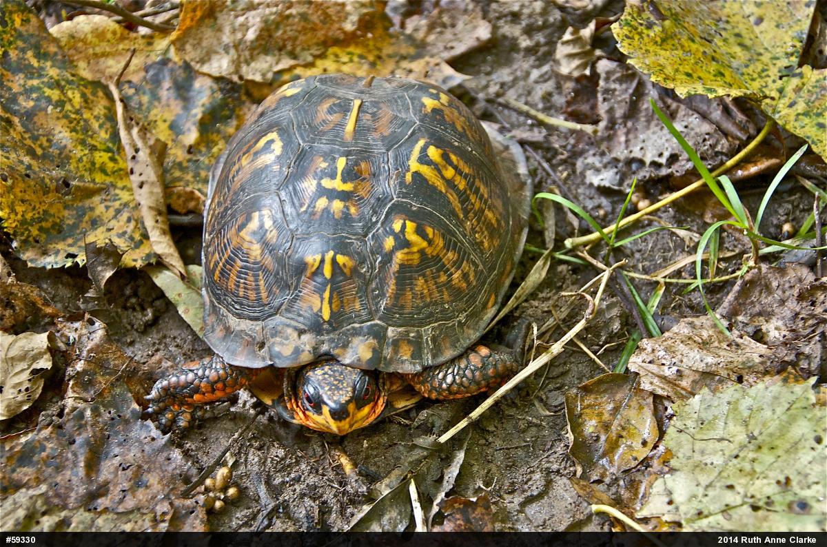 Eastern Box Turtle