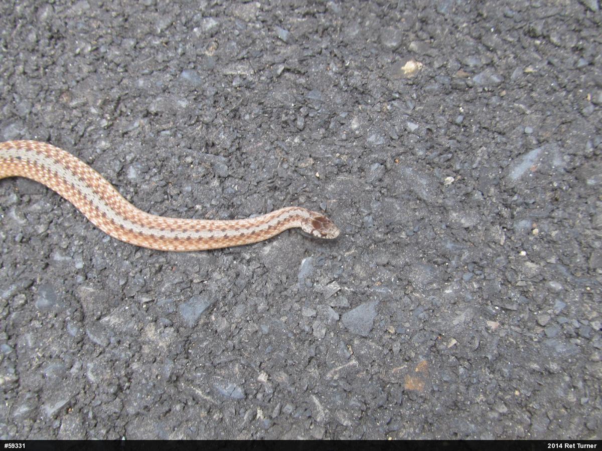 Dekay's Brownsnake
