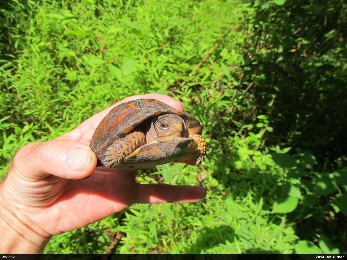 Eastern Box Turtle