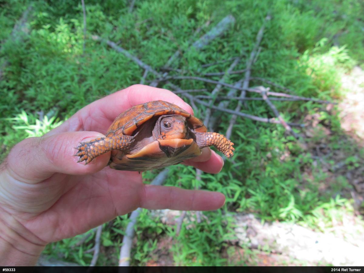 Eastern Box Turtle