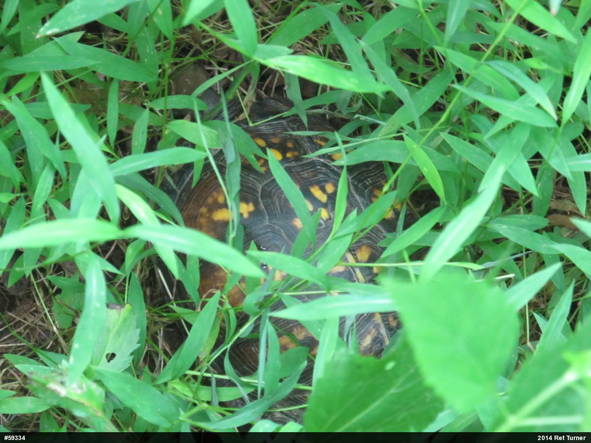 Eastern Box Turtle