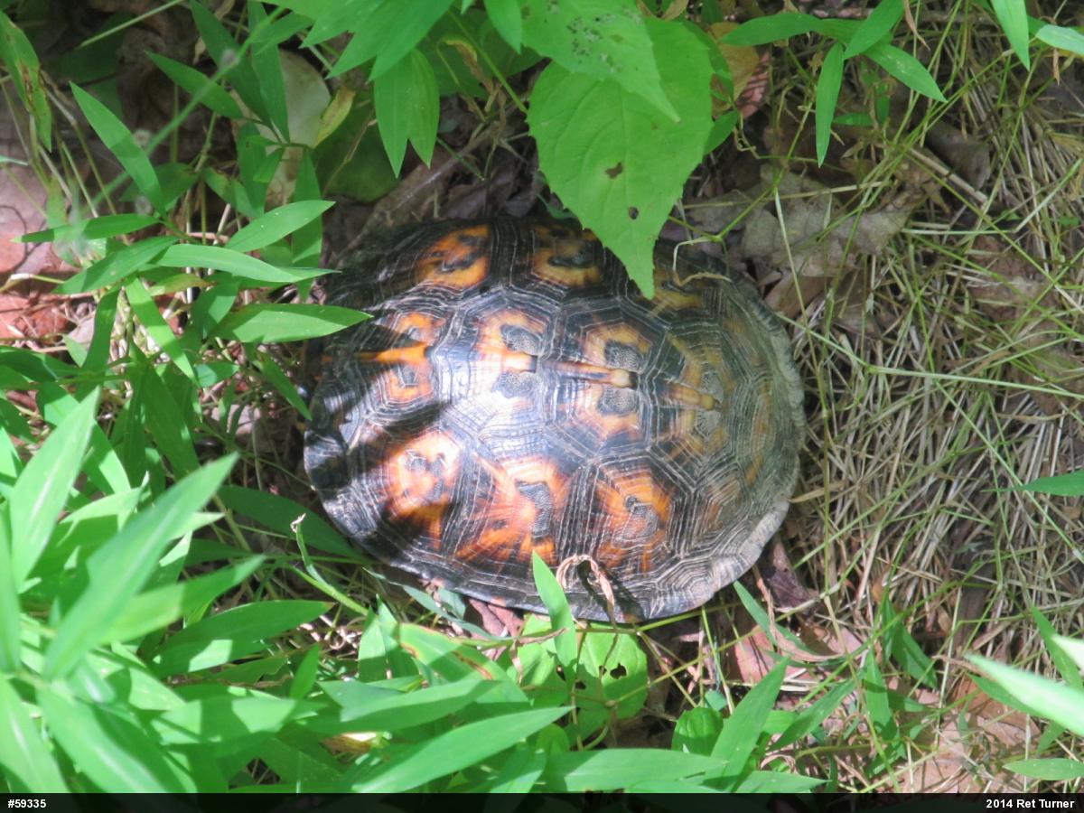 Eastern Box Turtle