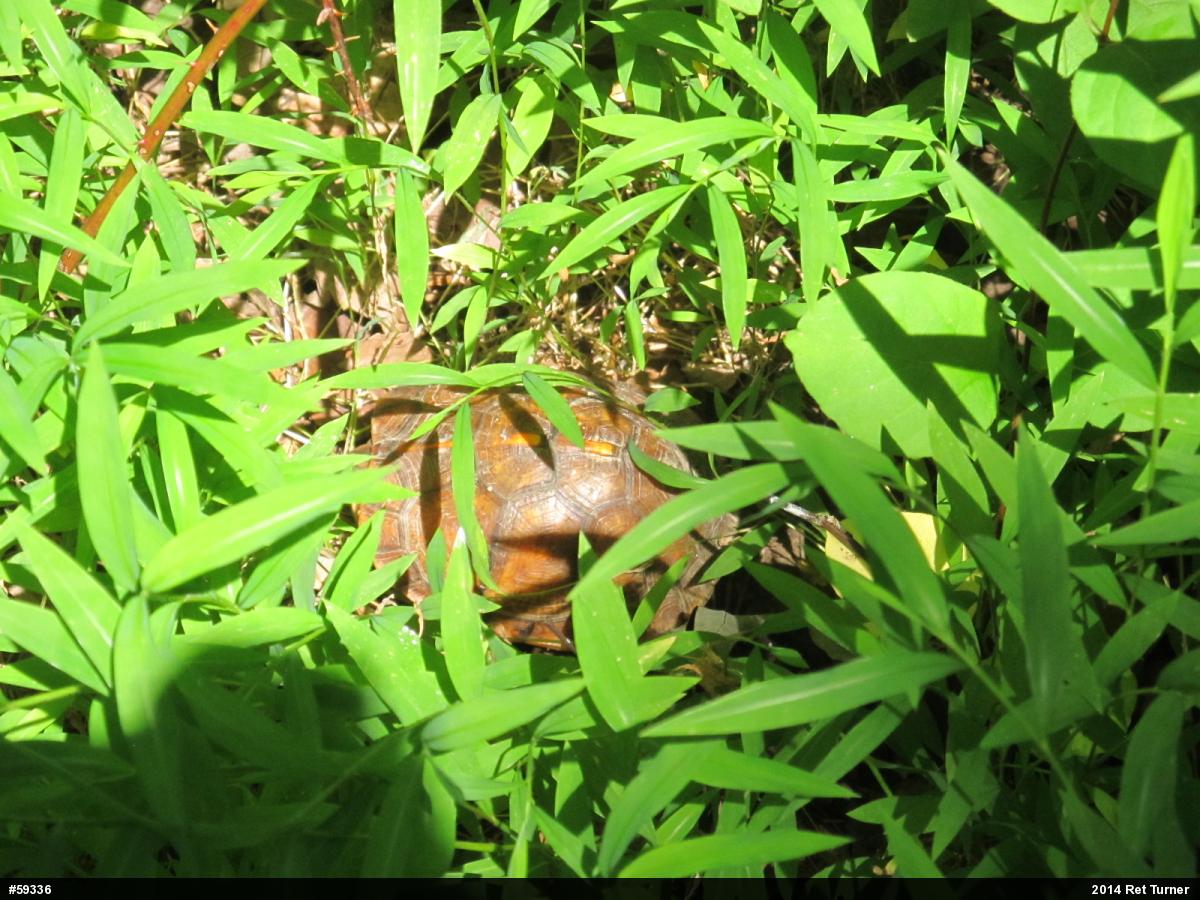 Eastern Box Turtle