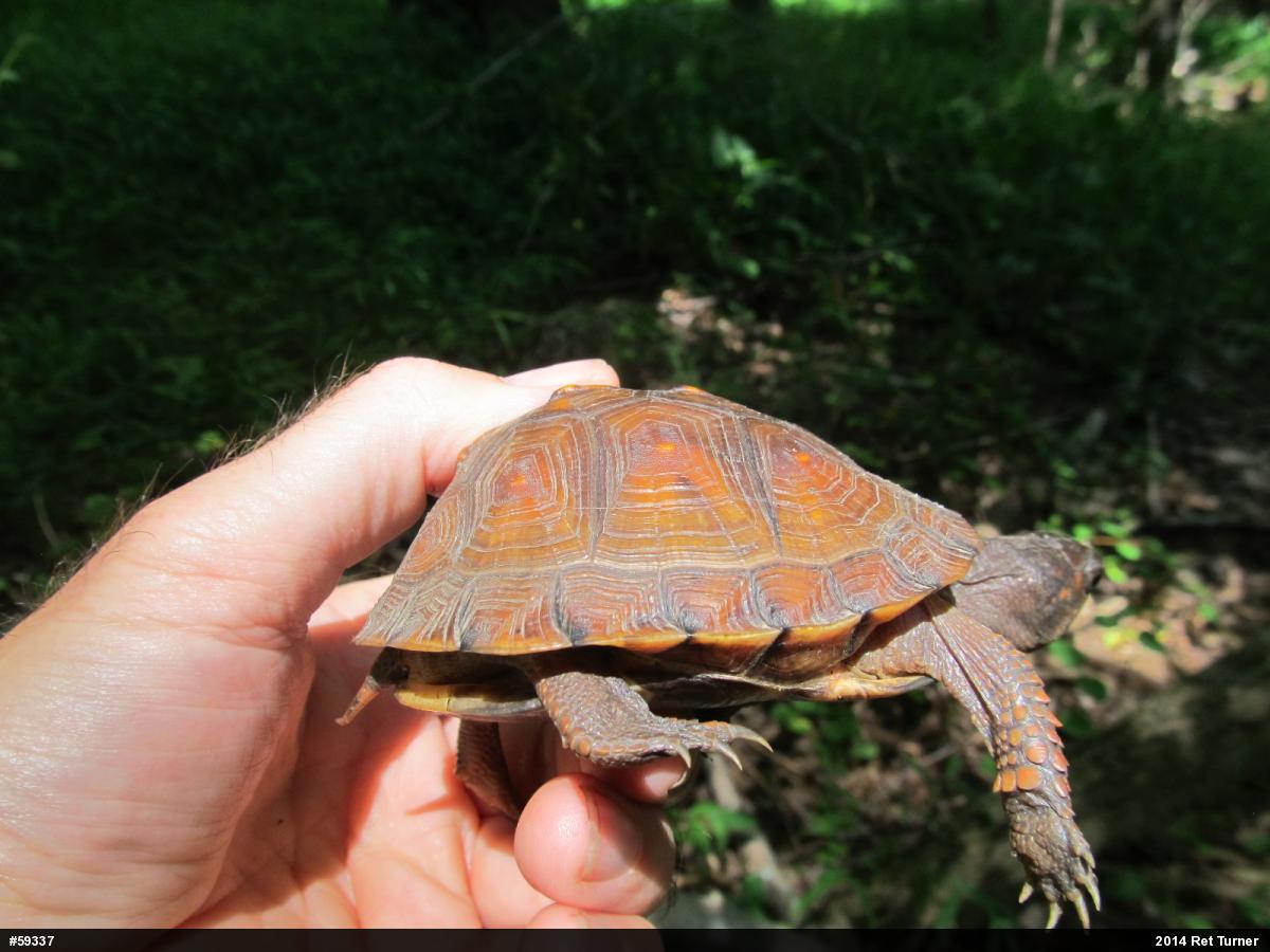 Eastern Box Turtle
