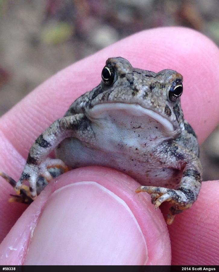 Fowler's Toad