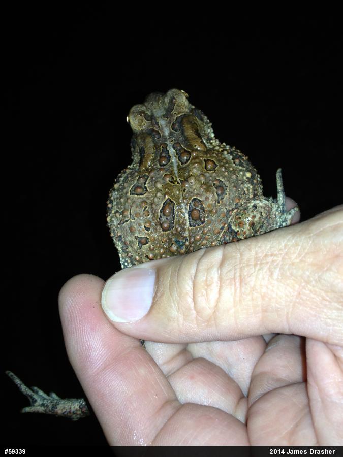Eastern American Toad