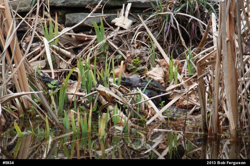 American Bullfrog