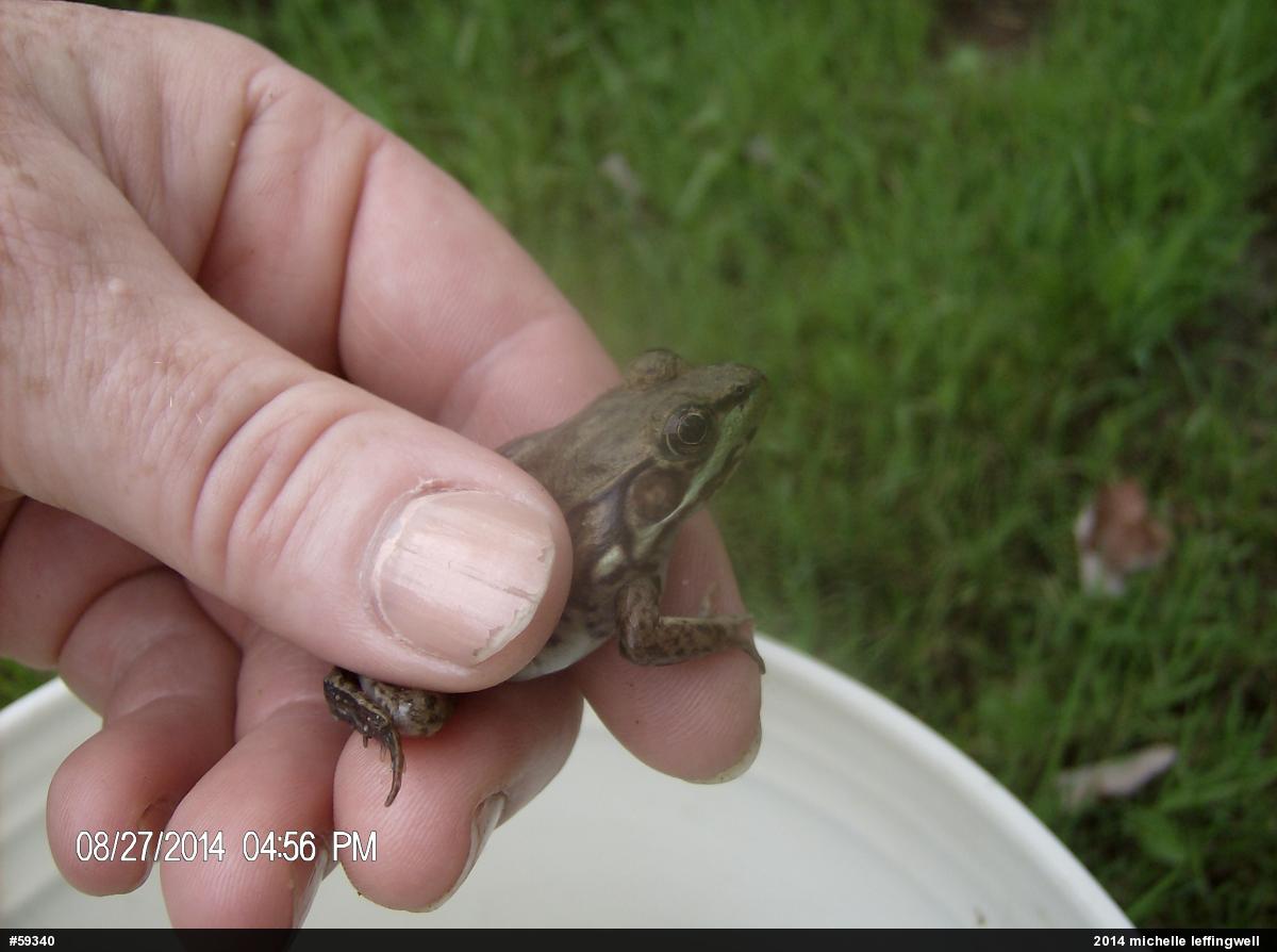 Green Frog