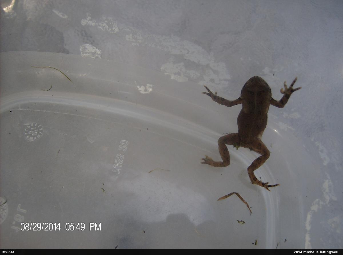 Eastern American Toad
