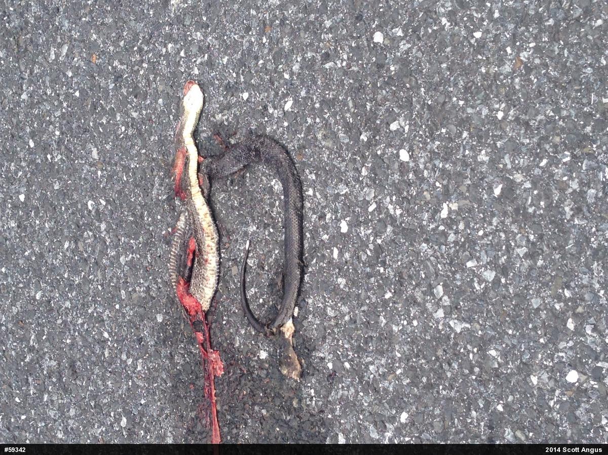 Eastern Ratsnake