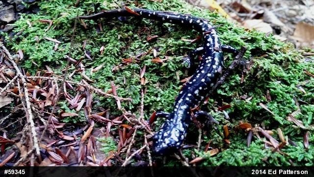 Northern Slimy Salamander