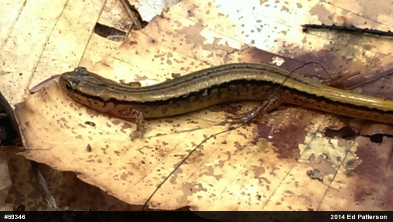 Northern Two-lined Salamander