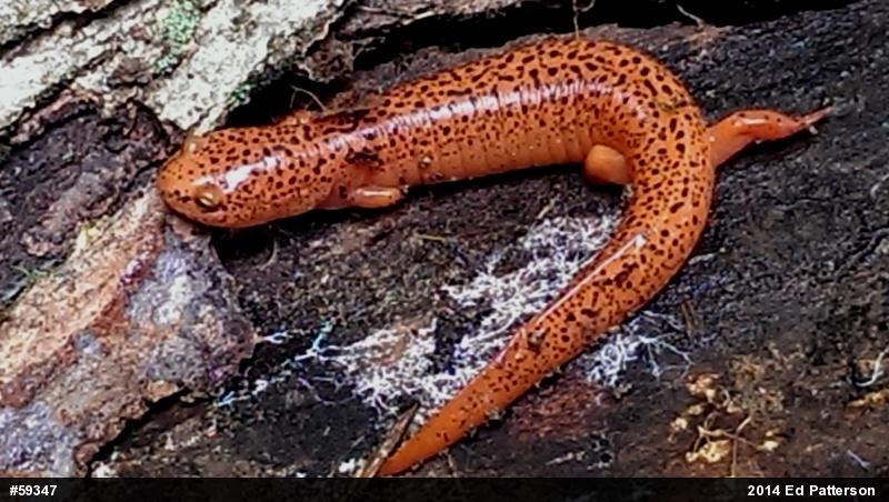 Northern Red Salamander