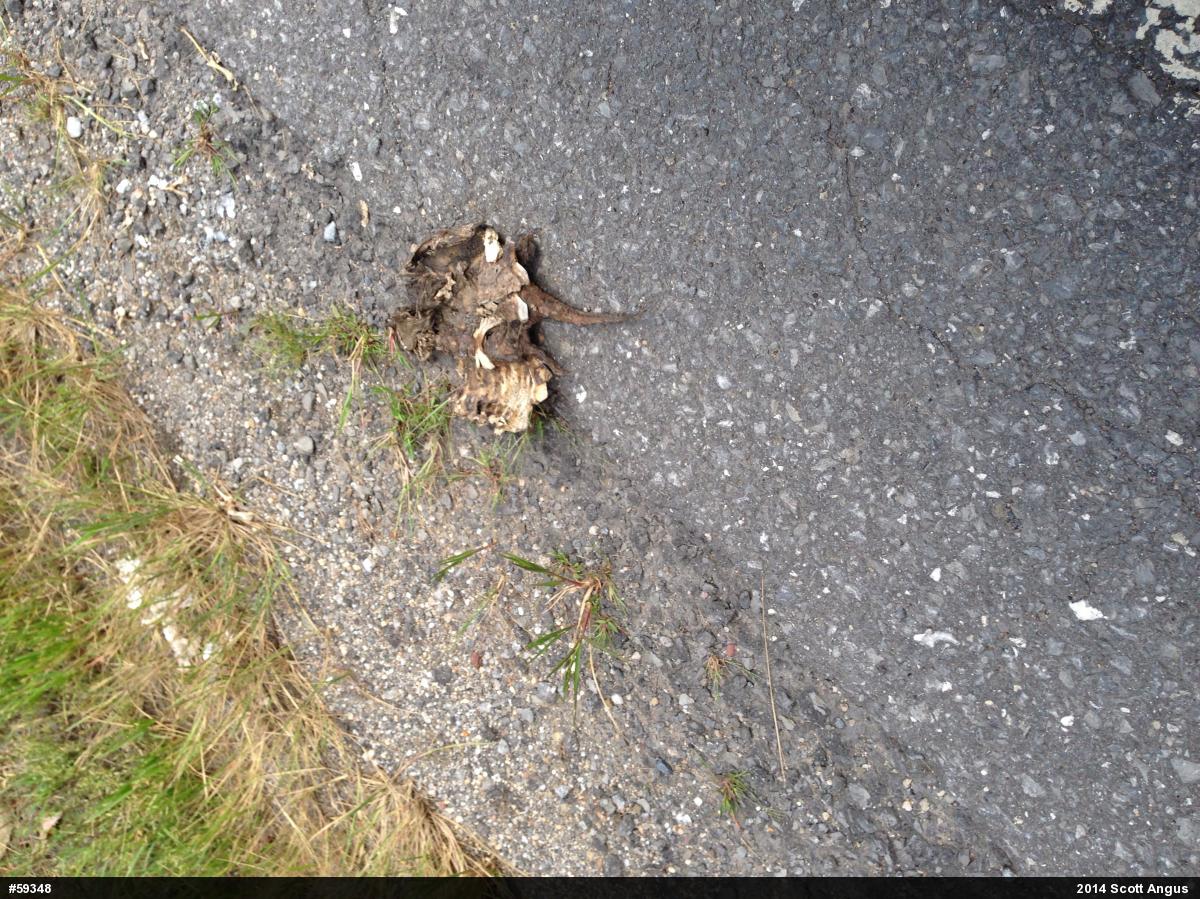 Snapping Turtle