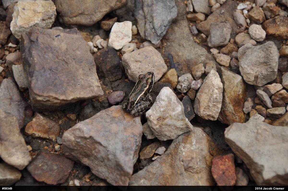 Pickerel Frog