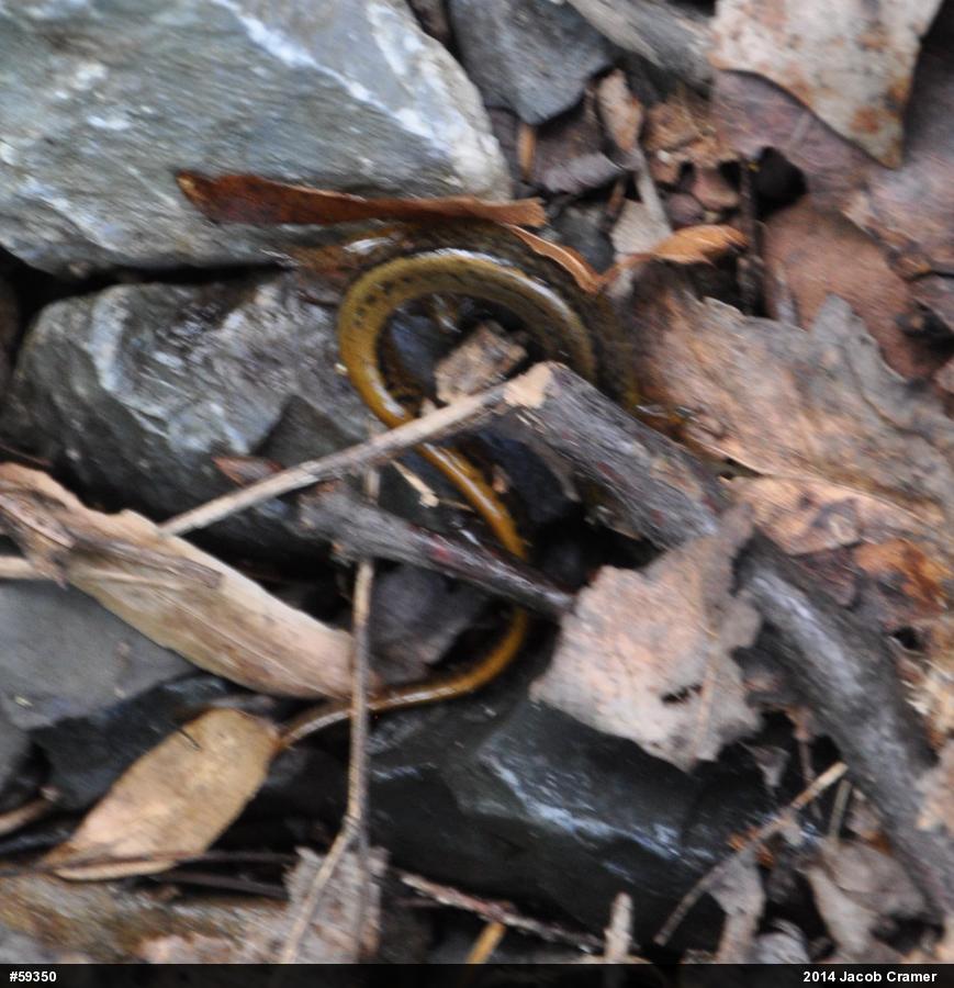 Northern Two-lined Salamander