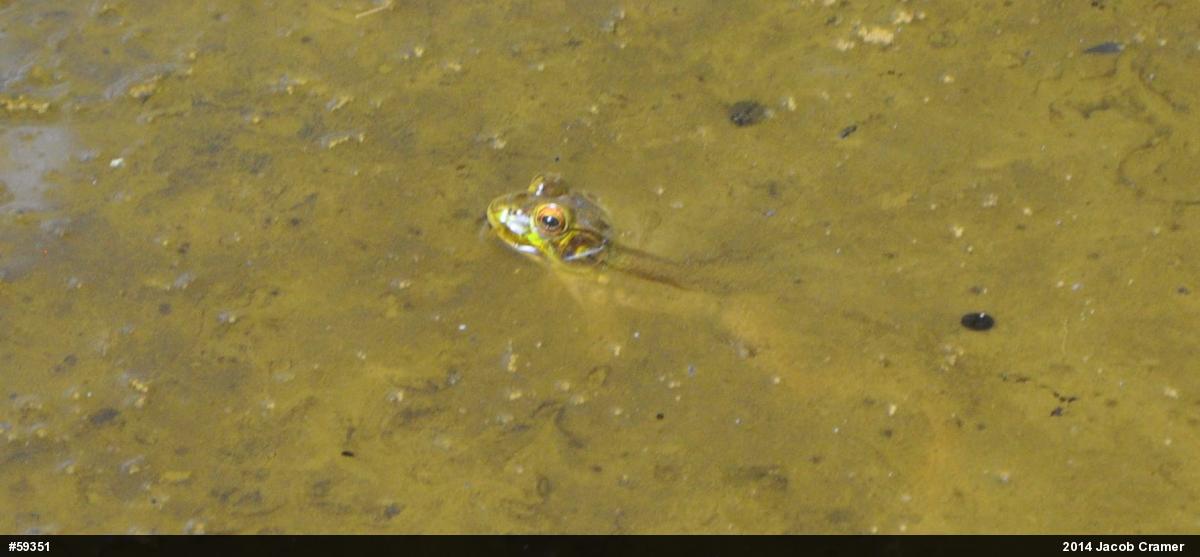 Green Frog